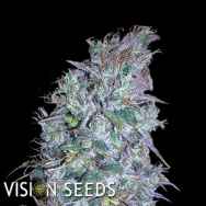 Vision Seeds Blueberry Bliss AUTO